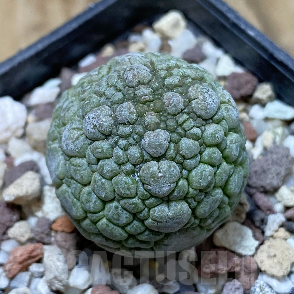 SH14464 Pseudolithos migiurtinus