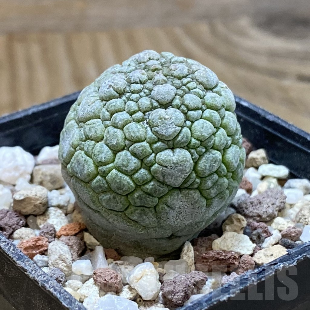 SH14464 Pseudolithos migiurtinus - Image 2