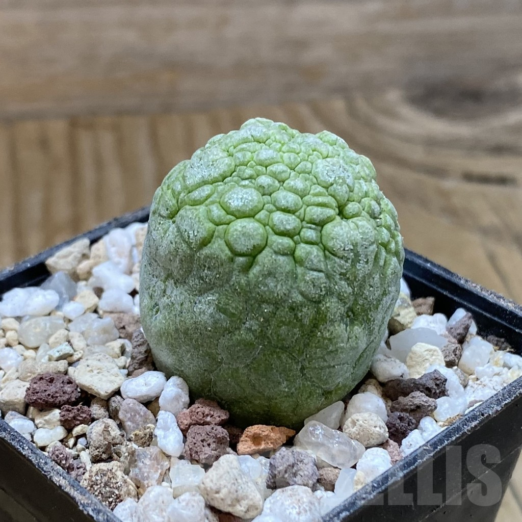 SH14465 Pseudolithos migiurtinus - Image 2