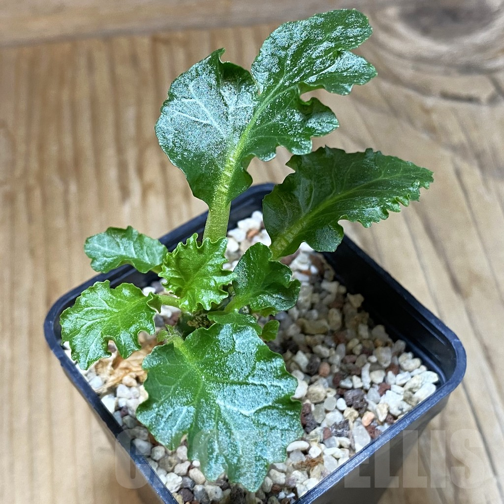 SH14466 Dorstenia horwoodii