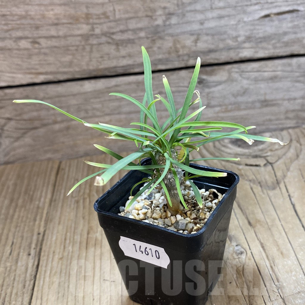 SH14610 Euphorbia gottlebei - Image 2