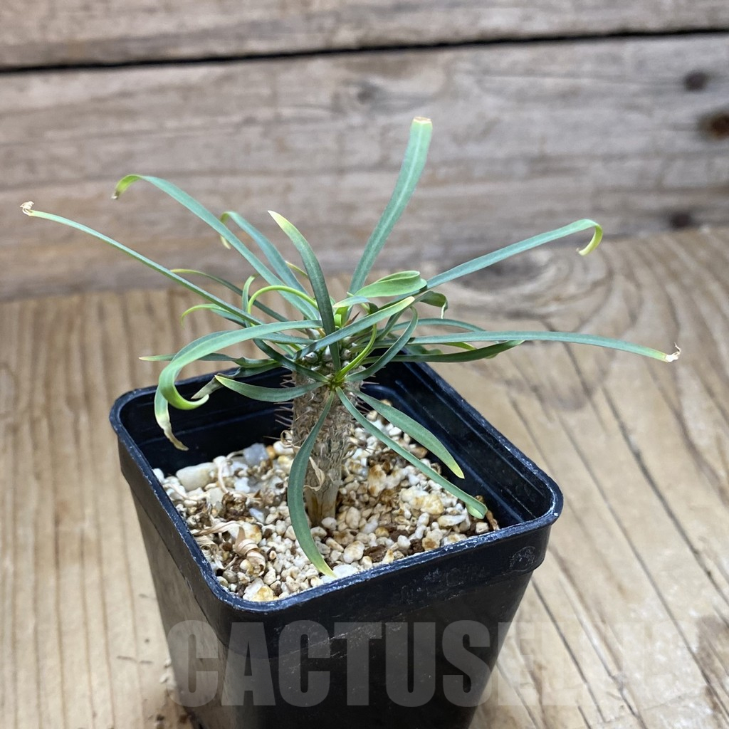 SH14611 Euphorbia gottlebei - Image 2