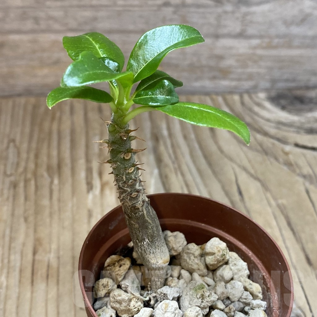 SH14613 Pachypodium baronii v. windsorii - Image 3