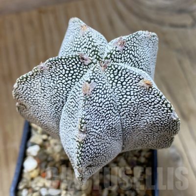SH14580 Astrophytum myriostigma 'Kikko'