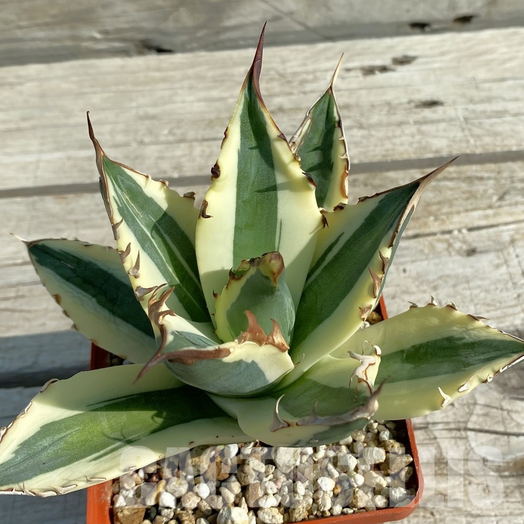 SH19721 Agave titanota 'snaggle tooth' f. variegata - Image 3