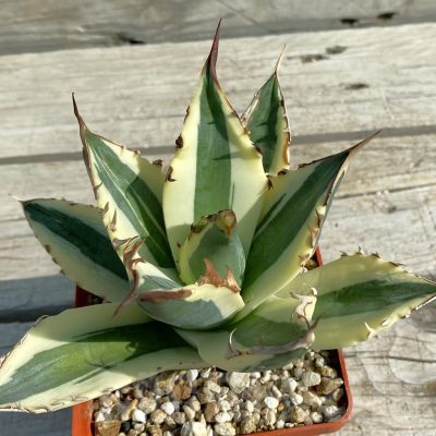 SH14615 Agave titanota 'Snaggle Tooth'