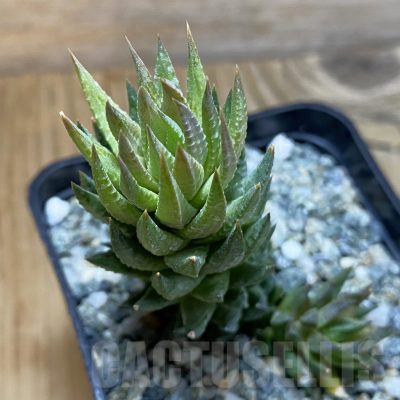SH14622 Haworthia glauca v. herrei