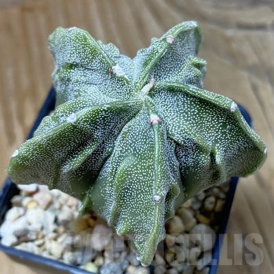 SH14581 Astrophytum myriostigma ‘Fukuryu’