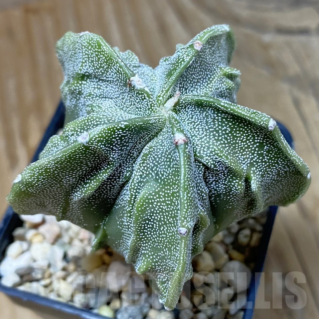 SH14581 Astrophytum myriostigma ‘Fukuryu’