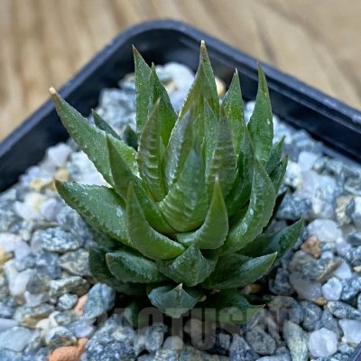 SH14624 Haworthia glauca v. herrei