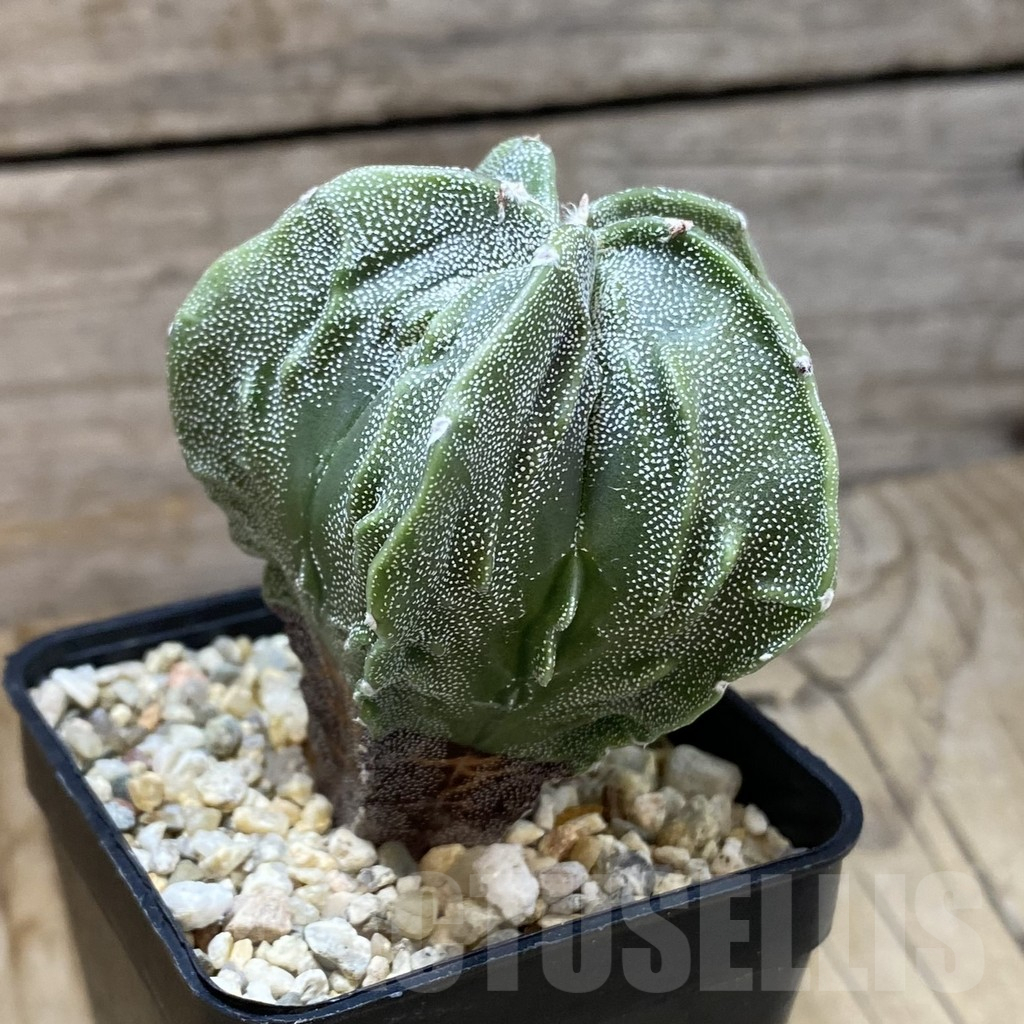 SH14581 Astrophytum myriostigma ‘Fukuryu’ - Image 2