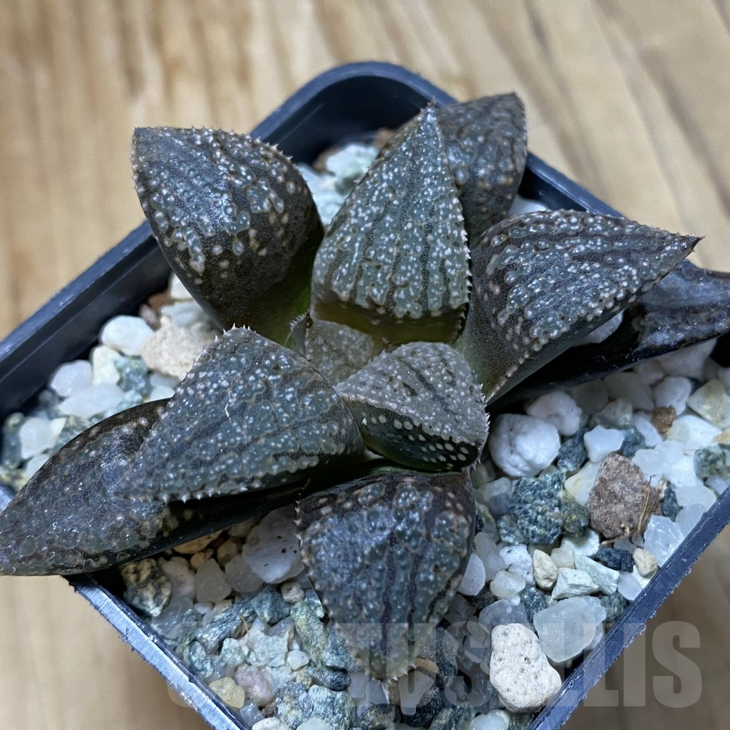 SH14627 Haworthia picta -Japan-