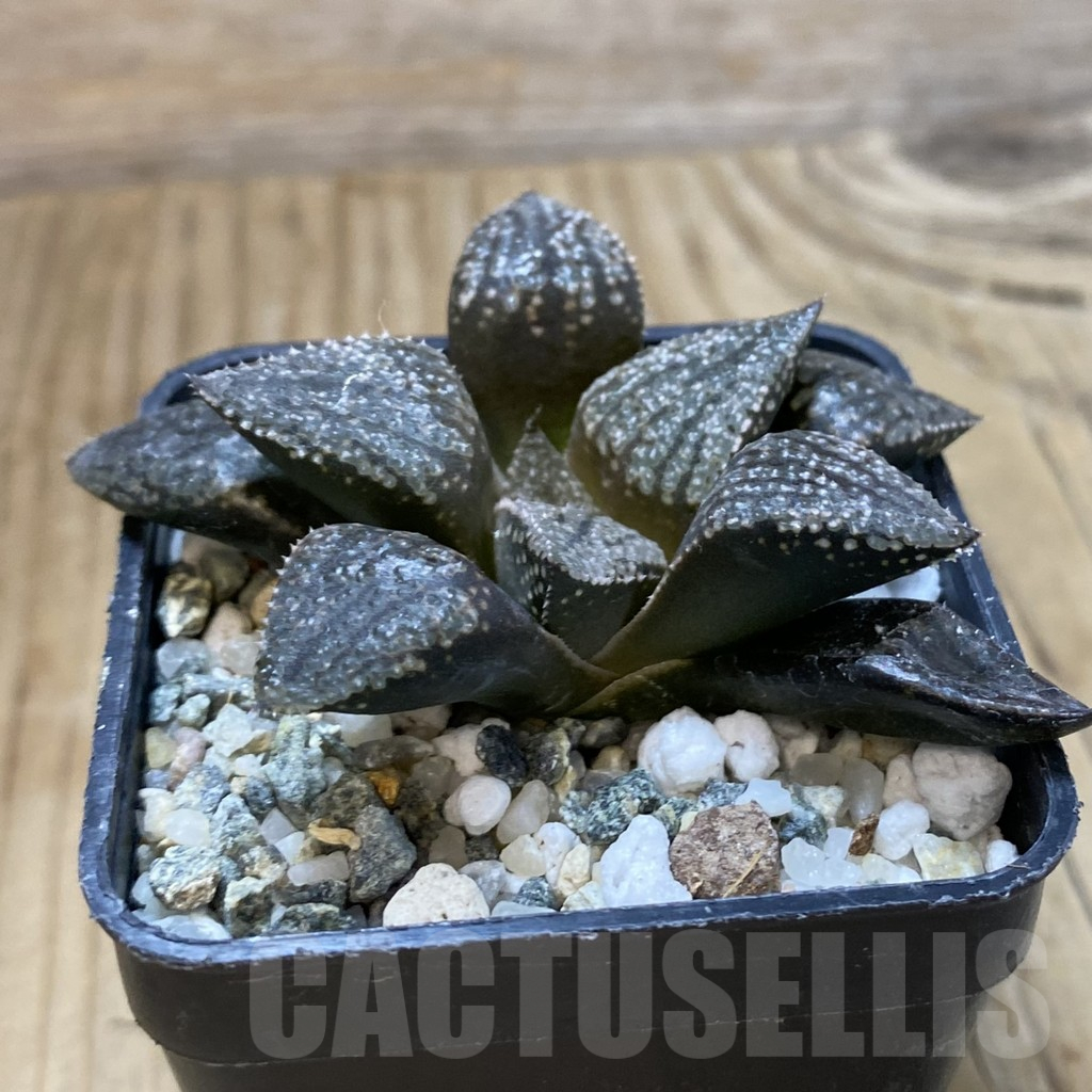 SH14627 Haworthia picta -Japan- - Image 2