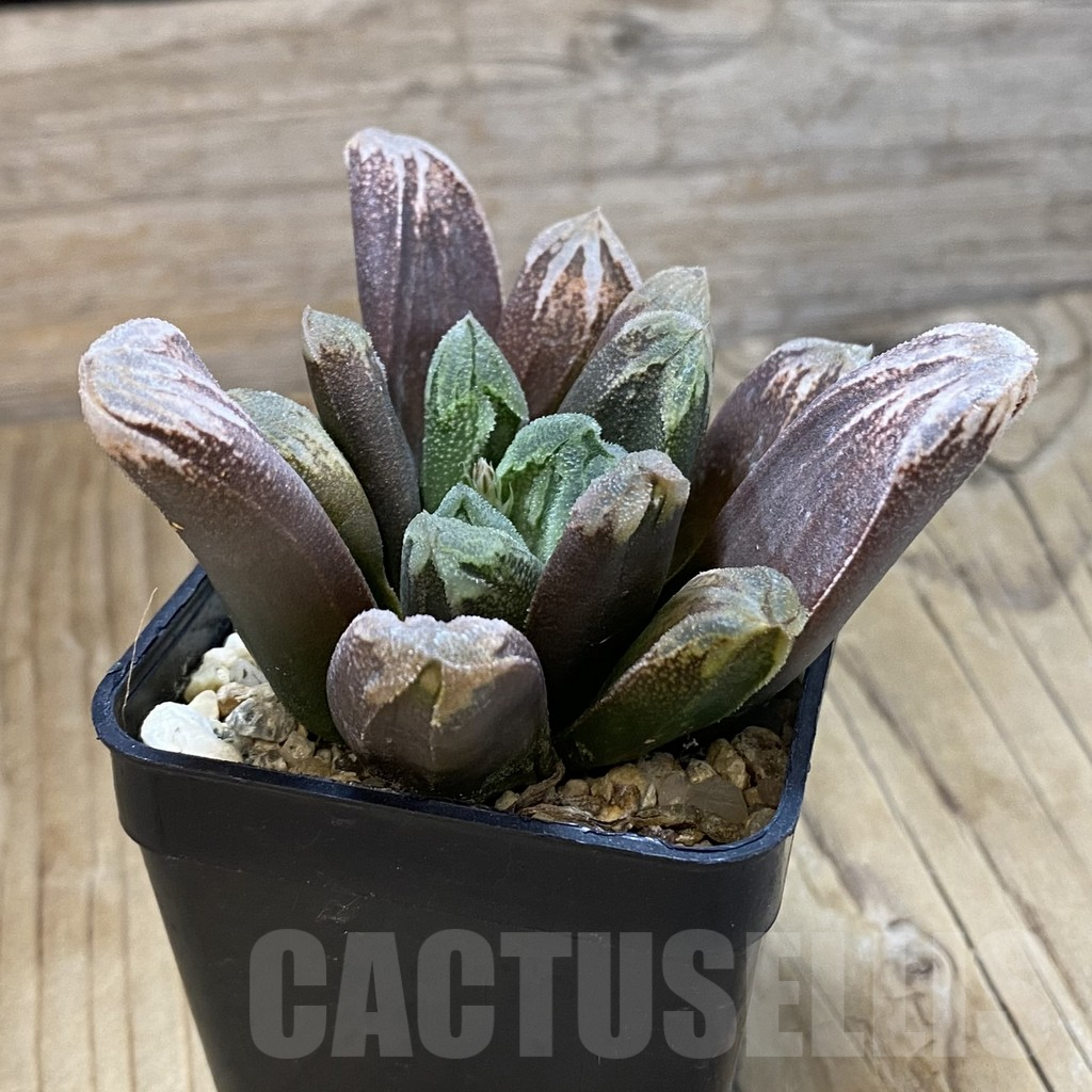 SH14628 Haworthia hybrid - Image 2