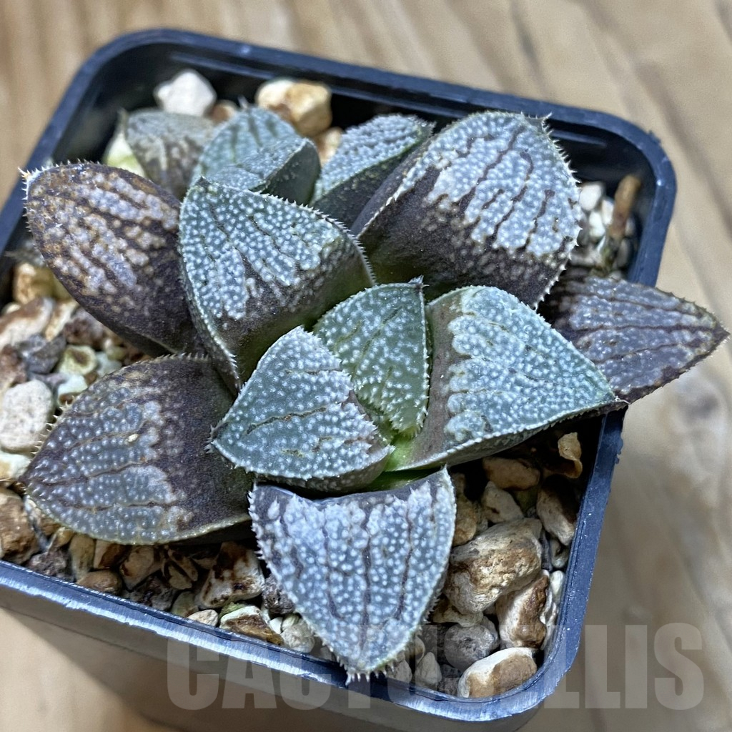 SH14629 Haworthia picta x 'Kegazato'