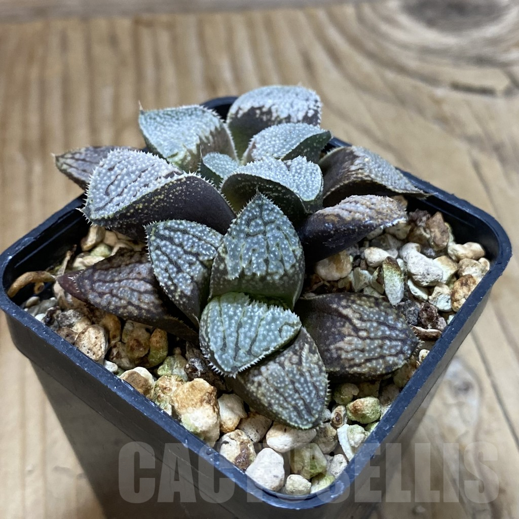 SH14629 Haworthia picta x 'Kegazato' - Image 2