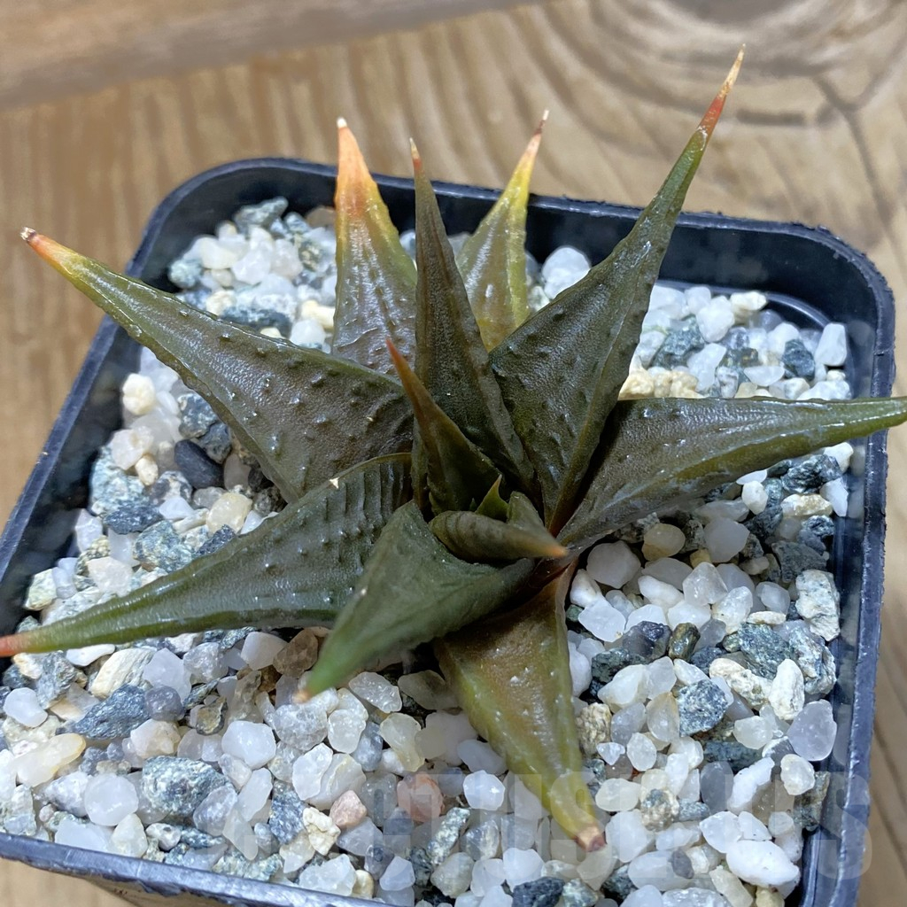 SH14632 Haworthia limifolia v. arcana SH