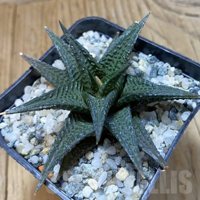 SH14633 Haworthia limifolia -Barberton-