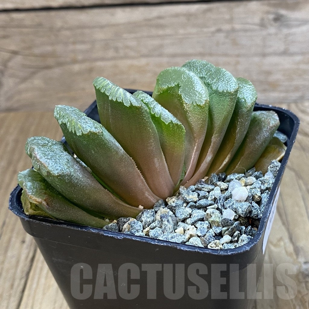 SH14635 Haworthia truncata 'Lime Green' hybrid - Image 2