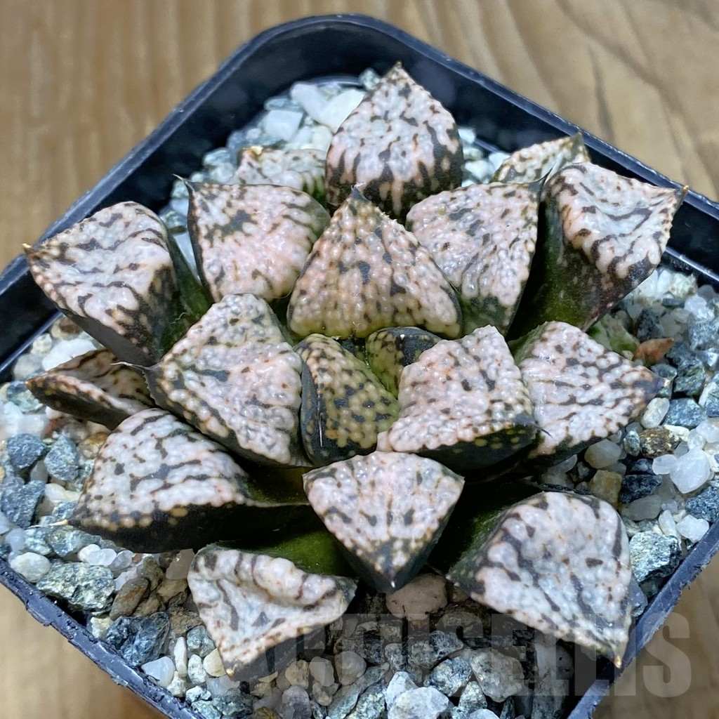 SH14638 Haworthia picta ‘Pandora’