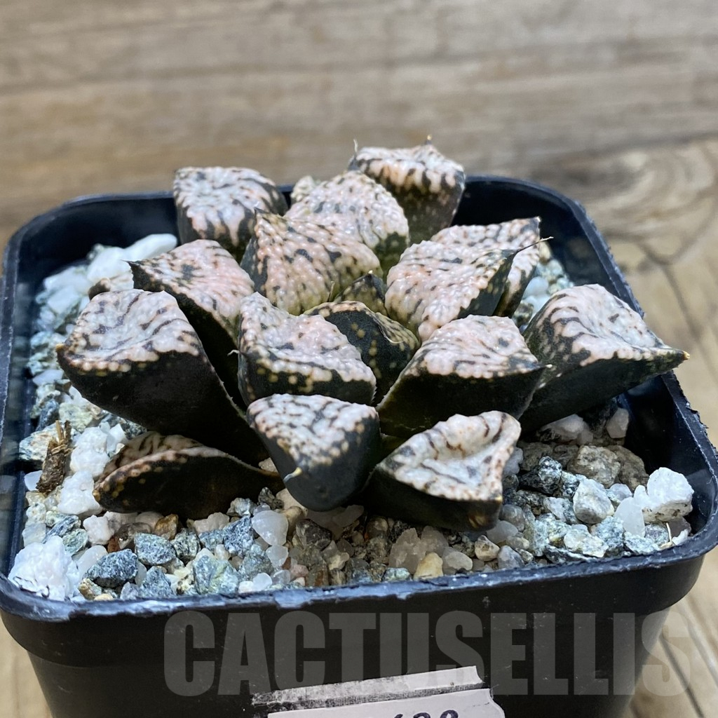 SH14638 Haworthia picta ‘Pandora’ - Image 2