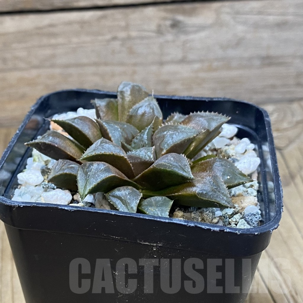 SH14639 Haworthia mirabilis 'Mundula' -Mierkraal- - Image 2