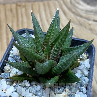 SH14640 Haworthia limifolia -Barberton-