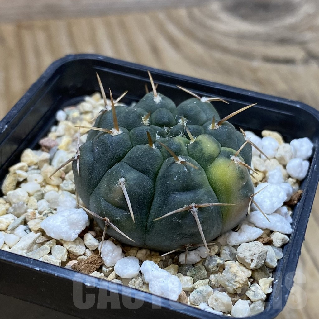 SH14588 Gymnocalycium ochoterenae f. variegata - Image 2