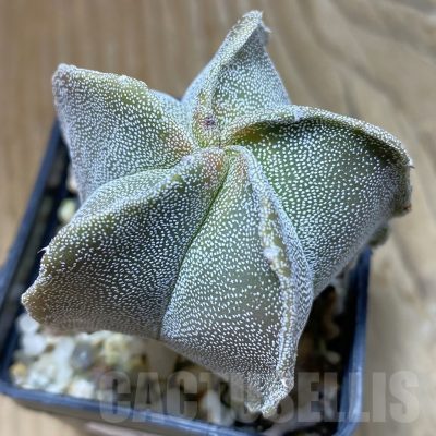 SH14578 Astrophytum myriostigma 'Kikko' f. variegata?