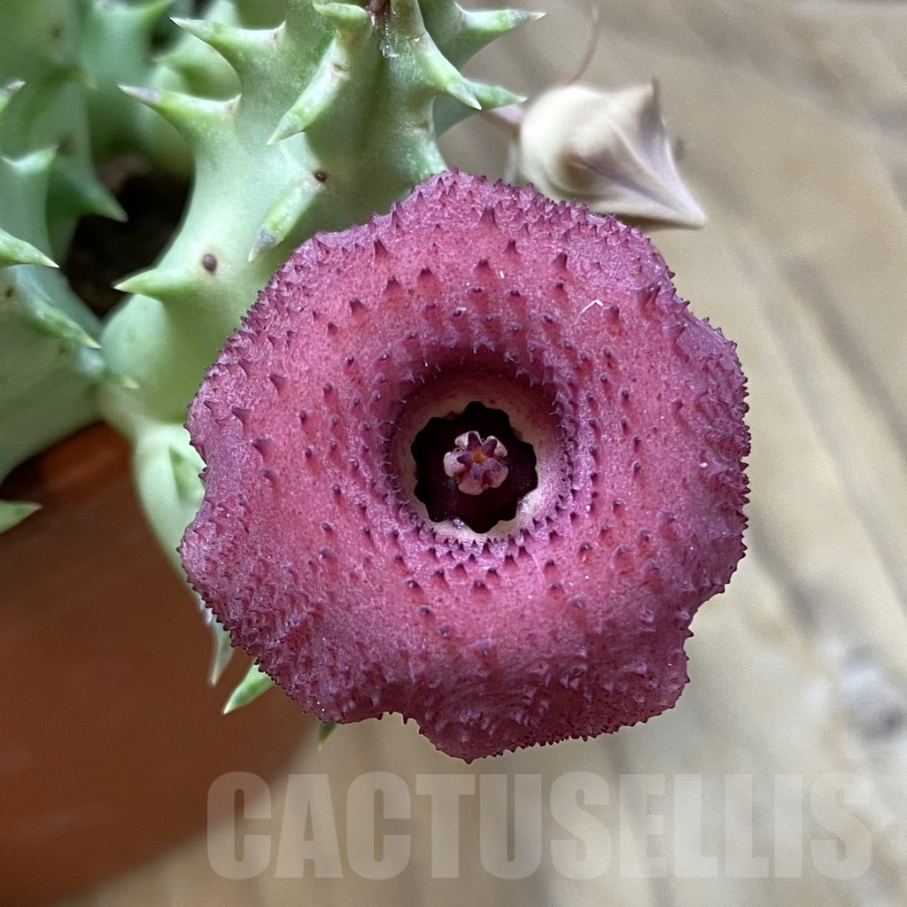 SH14593 Huernia confusa 'Pink Eye'