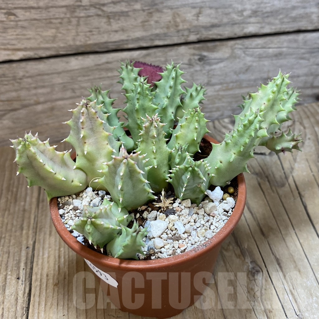 SH14593 Huernia confusa 'Pink Eye' - Image 2