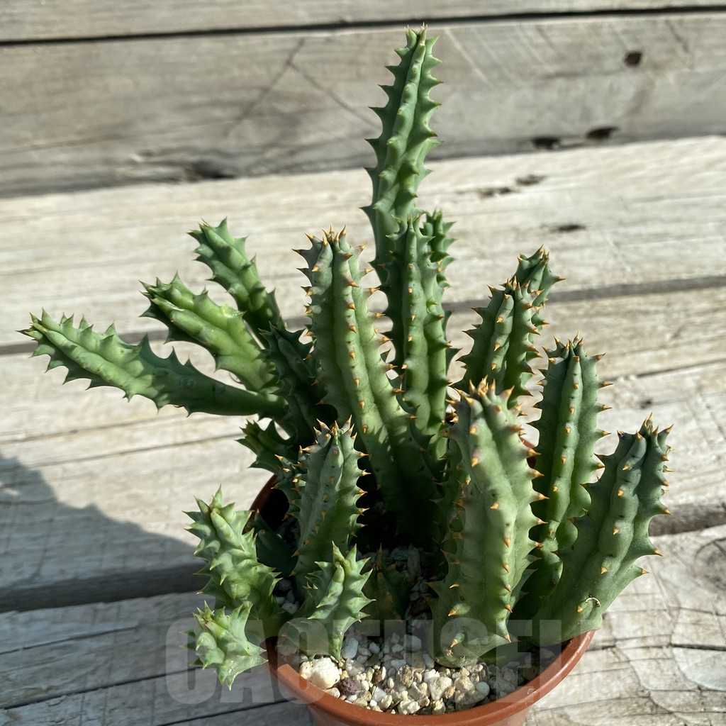 SH14595 Huernia hystrix - Image 2