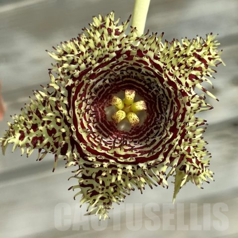SH20010 Huernia hystrix
