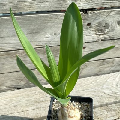 SH14601 Crinum sp.