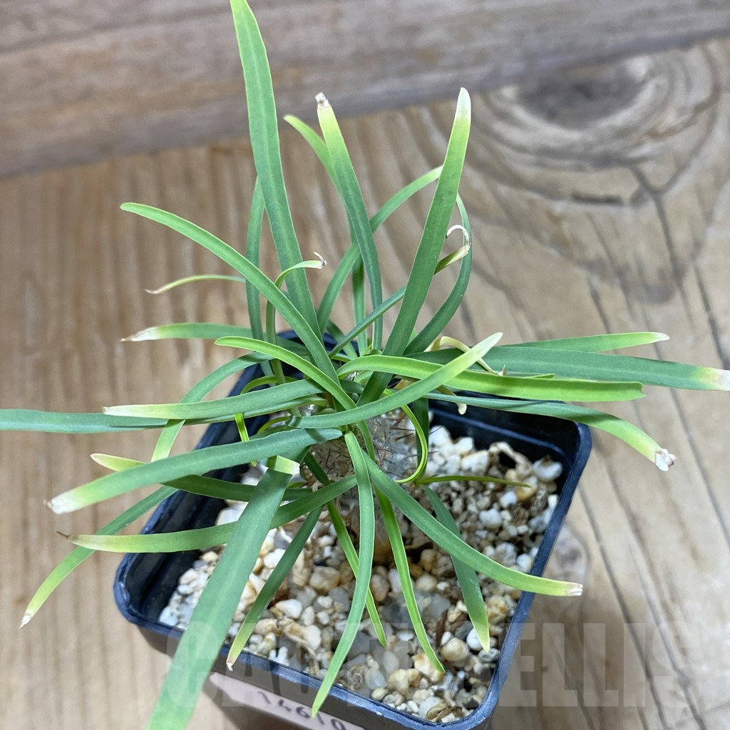 SH14610 Euphorbia gottlebei