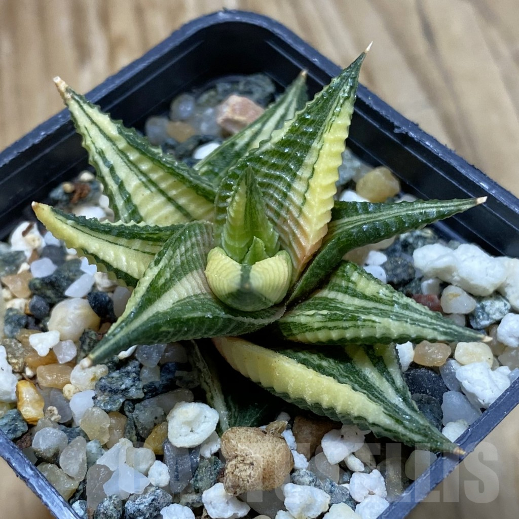 SH14678 Haworthia limifolia f. variegata