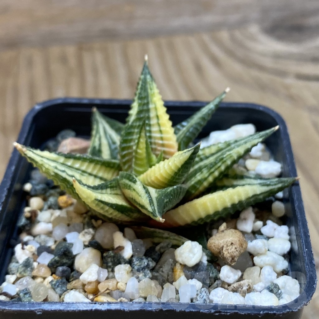 SH14678 Haworthia limifolia f. variegata - Image 2