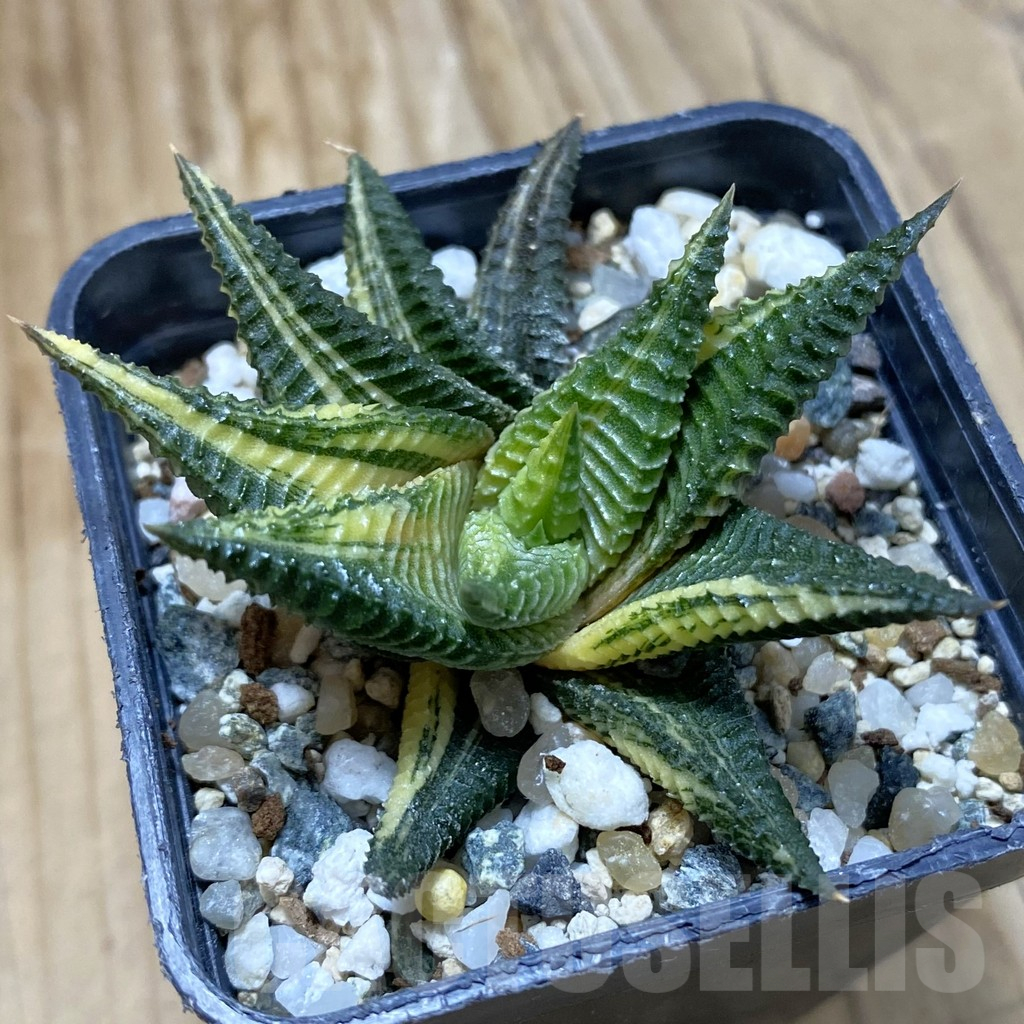 SH14679 Haworthia limifolia f. variegata