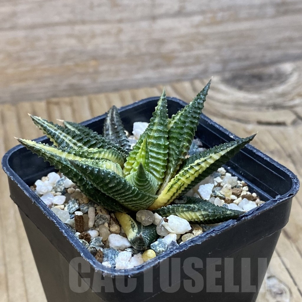 SH14679 Haworthia limifolia f. variegata - Image 2