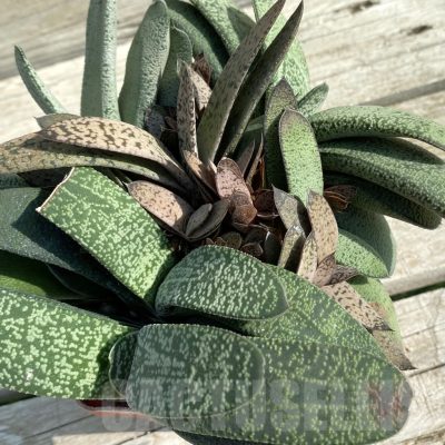 SH14681 Gasteria mix