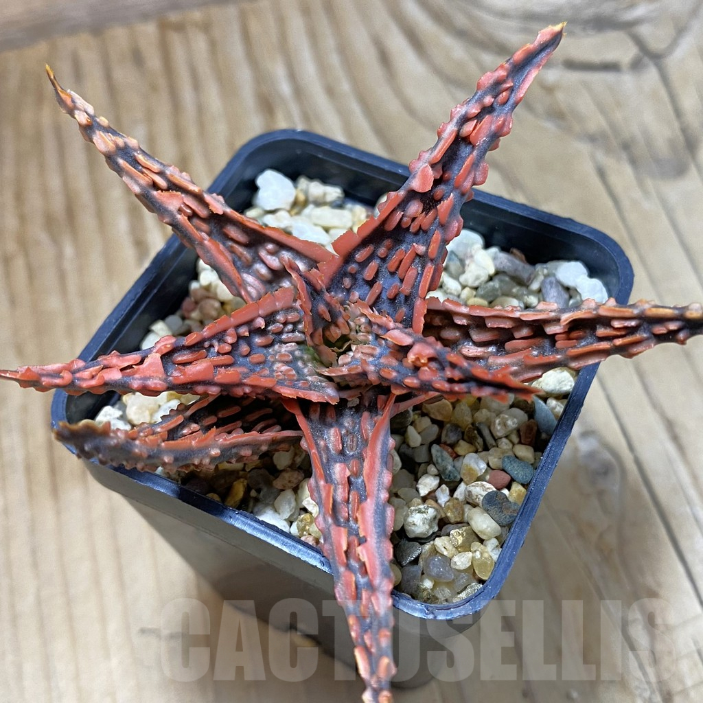 SH14688 Aloe TCT hybrid, seedling