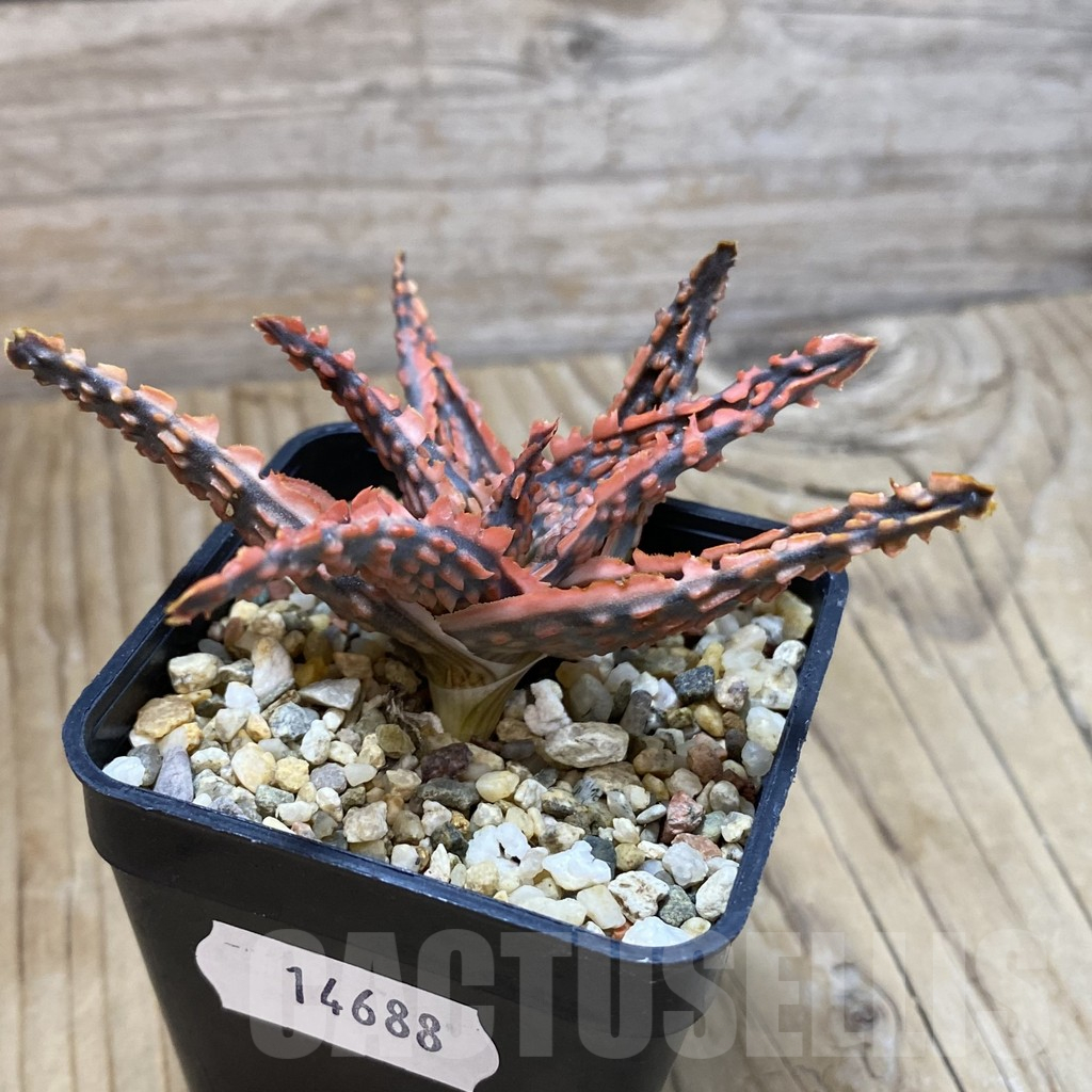 SH14688 Aloe TCT hybrid, seedling - Image 2
