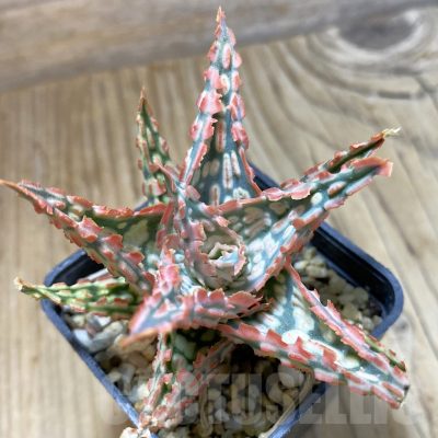 SH14696 Aloe TCT hybrid, seedling