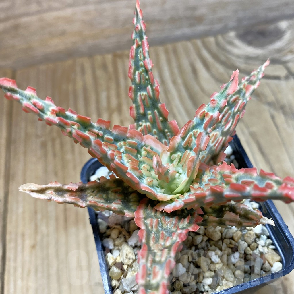 SH14698 Aloe TCT hybrid, seedling