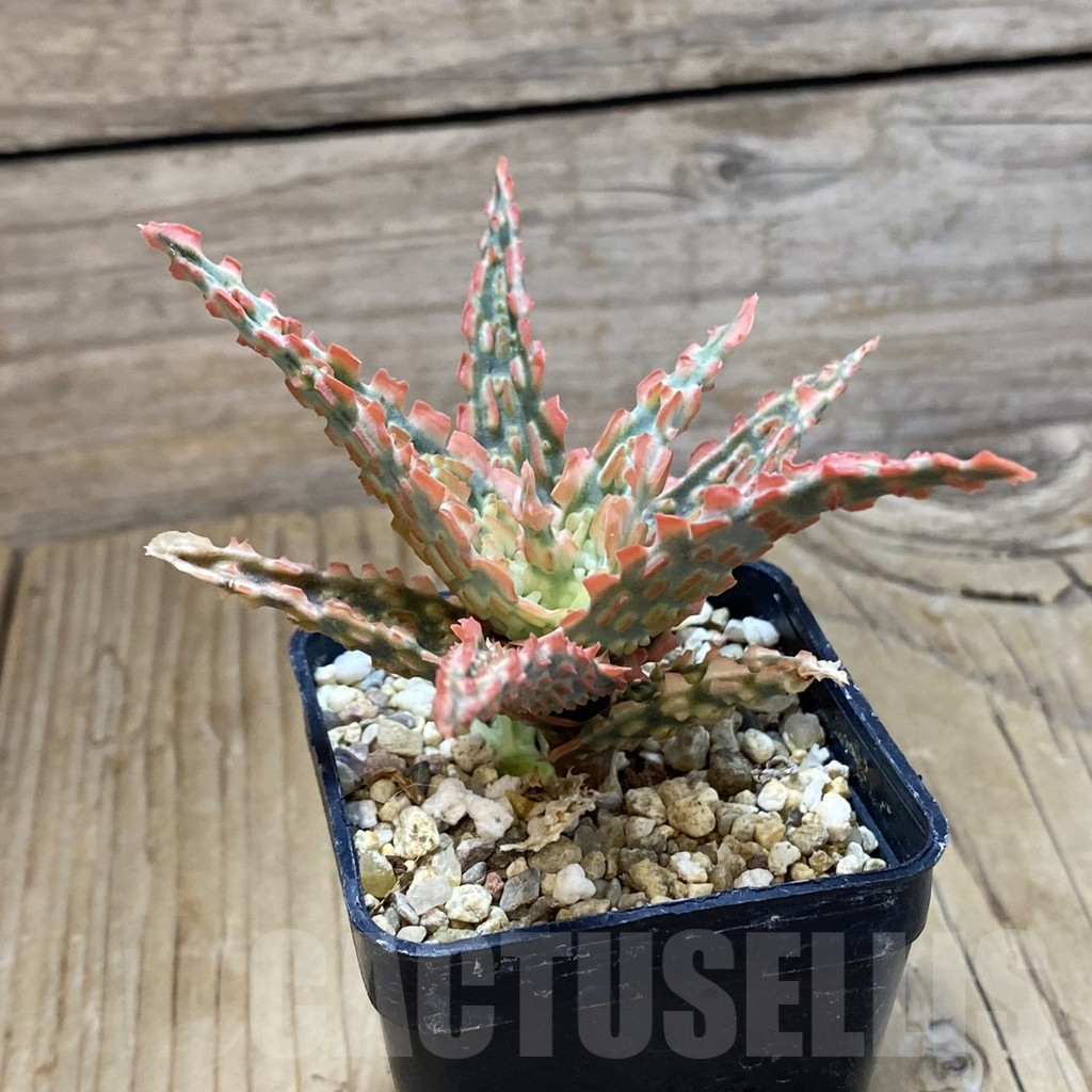 SH14698 Aloe TCT hybrid, seedling - Image 2