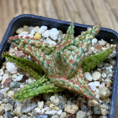 SH14701 Aloe TCT hybrid, seedling