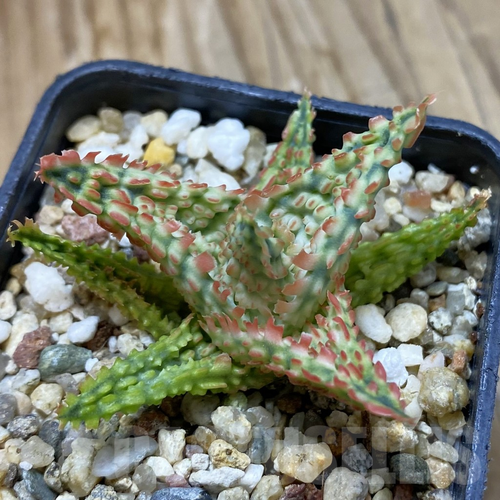 SH14701 Aloe TCT hybrid, seedling