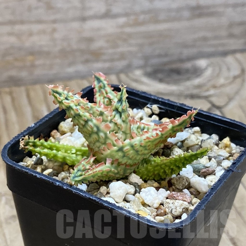 SH14701 Aloe TCT hybrid, seedling - Image 2