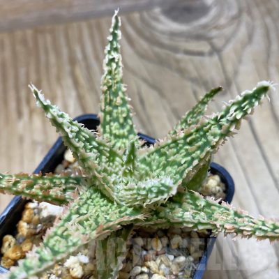 SH14702 Aloe TCT hybrid, seedling
