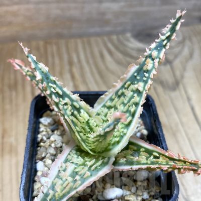 SH14704 Aloe TCT hybrid, seedling